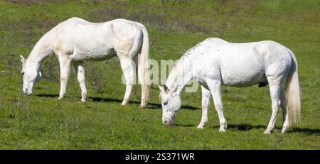 Deux chevaux Warmblood paissent dans le champ en Californie du Nord. Banque D'Images