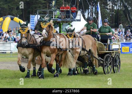 Titans de l'hippodrome, chevaux de sang froid à Brueck, Brandebourg Banque D'Images