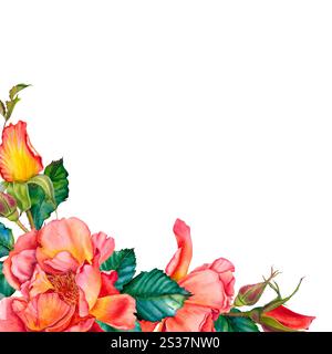 Vierge pour le texte avec des roses rouge-jaune, des bourgeons et des feuilles dans le coin. Illustration botanique à l'aquarelle. Fleurs dessinées à la main sur fond isolé. Banque D'Images