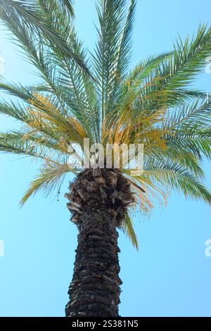 palm contre le ciel bleu photo. palm contre le ciel bleu Banque D'Images