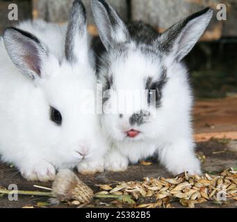 Nourrir les lapins dans la ferme animale dans lapin-hutch. Nourrir les lapins Banque D'Images