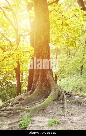 Racines puissantes d'un vieil arbre dans la forêt verte dans la journée. Belles racines entrelacées d'arbre recouvertes d'herbe dans le bois ensoleillé. Racines puissantes d'un vieux Banque D'Images