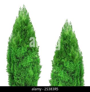 arbre vert isolé sur blanc. arbre vert Banque D'Images