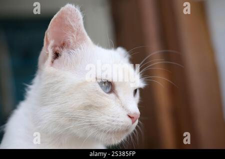 Un chat blanc pur avec des yeux bleu turquoise et des oreilles défectueuses roses à l'extérieur. Chat blanc pur avec les yeux bleu turquoise et les oreilles défectueuses roses Banque D'Images