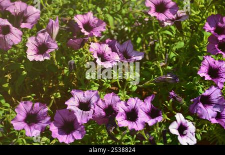 Parterre de fleurs multicolores avec violet et violet pétunias. Plan Macro sur belle pétunia (Petunia hybrida coloré fleurs) Banque D'Images