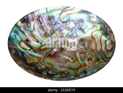 gros plan de l'échantillon de pierre naturelle de la collection géologique - cabochon de coquille haliotis naturelle isolé sur fond blanc Banque D'Images