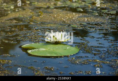 Belle fleur de lotus blanc et feuilles rondes de lis sur l'eau après la pluie dans la rivière de près. Belle fleur de lotus blanc et feuilles rondes de lis sur Banque D'Images