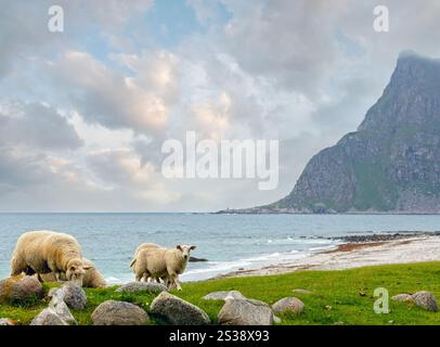 Troupeau de moutons près d'Haukland beach. Summer Fair view. La Norvège, les îles Lofoten. Banque D'Images