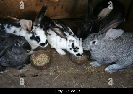 Charmante scène de différents lapins partageant un repas à l'intérieur d'une huche en bois. Groupe de lapins se nourrissant ensemble dans une huche Banque D'Images
