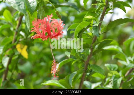 Hibiscus schizopetalus. Fleurs d'hibiscus rouge tropical. Mise au point sélective Banque D'Images