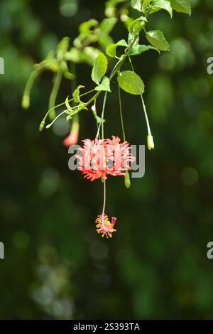 Hibiscus schizopetalus. Fleurs d'hibiscus rouge tropical. Mise au point sélective Banque D'Images