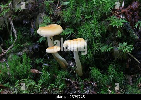 Hypholoma capnoides, communément appelé Conifer Tuft, champignon sauvage comestible originaire de Finlande Banque D'Images
