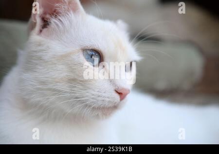 Un chat blanc pur avec des yeux bleu turquoise et des oreilles défectueuses roses à l'extérieur. Chat blanc pur avec les yeux bleu turquoise et les oreilles défectueuses roses Banque D'Images