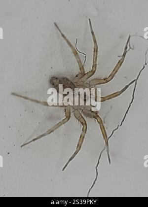 Araignée murale (Oecobius navus) Banque D'Images