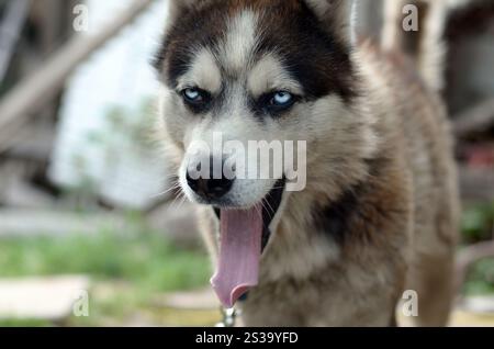 Chien Husky bâillant aux rayons du soleil. Chien endormi drôle bâillements avec la bouche large ouverte et la longue langue à l'extérieur. Chien Husky endormi drôle bâillements avec grand ouvert Banque D'Images
