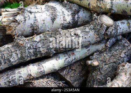 Gros plan de bois de chauffage de vieux peuplier avec une écorce blanche rugueuse. Abattage d'arbres. Gros plan de bois de chauffage de vieux peuplier avec une écorce blanche rugueuse Banque D'Images