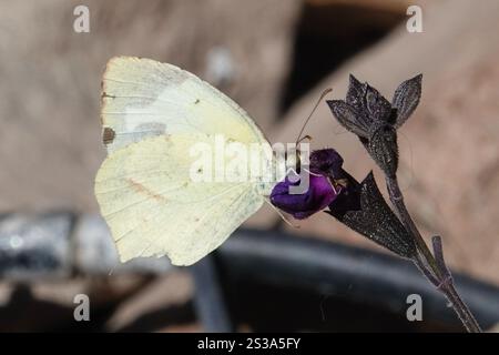 Jaune mexicain (Abaeis mexicana) Banque D'Images