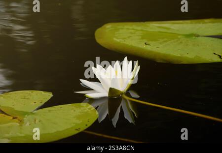 Belle fleur de lotus blanc et feuilles rondes de lis sur l'eau après la pluie dans la rivière de près. Belle fleur de lotus blanc et feuilles rondes de lis sur Banque D'Images