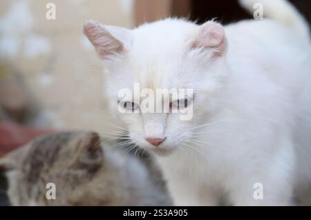 Un chat blanc pur avec des yeux bleu turquoise et des oreilles défectueuses roses à l'extérieur. Chat blanc pur avec les yeux bleu turquoise et les oreilles défectueuses roses Banque D'Images