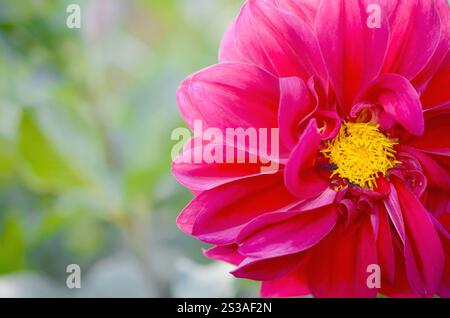 Plan macro de l'évêque dahlia de llandaff Purple Bloom. Est un cultivar pérenne tendre tubéreux ramifié avec un feuillage noir d'aubergine foncé. Banque D'Images
