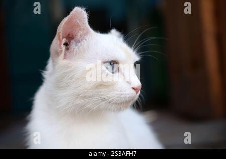 Un chat blanc pur avec des yeux bleu turquoise et des oreilles défectueuses roses à l'extérieur. Chat blanc pur avec les yeux bleu turquoise et les oreilles défectueuses roses Banque D'Images