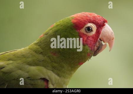 Perruche masquée rouge (Psittacara erythrogenys) Banque D'Images