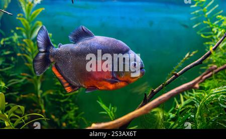 Un seul piranha à ventre rouge nage à travers un réservoir rempli de plantes aquatiques vertes. Ses écailles scintillent dans l'eau, et sa face droite avec son Banque D'Images