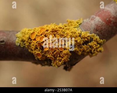 Punaise Sunburst lichen (Polycauliona polycarpa) Banque D'Images