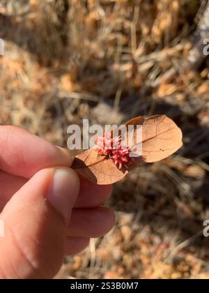 Guêpe aux galles d'oursin (Cynips quercusechinus) Banque D'Images