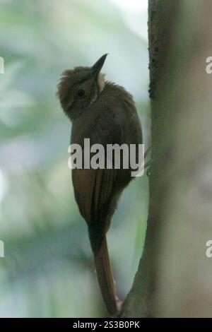 Bûcheron à ailes de Tawny (Dendrocincla anabatina) Banque D'Images