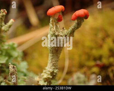 Soldats jouets (Cladonia bellidiflora) Banque D'Images