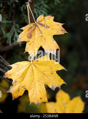Les feuilles jaunes d'automne sèches se rapprochent. Feuilles jaunes d'automne sèches Banque D'Images