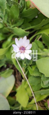 Marguerite africaine (Dimorphotheca fruticosa) Banque D'Images