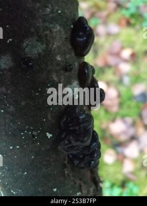 Beurre de Warlock (Exidia nigricans) Banque D'Images