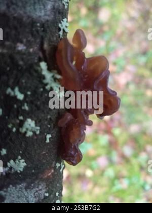 Beurre de Warlock (Exidia nigricans) Banque D'Images