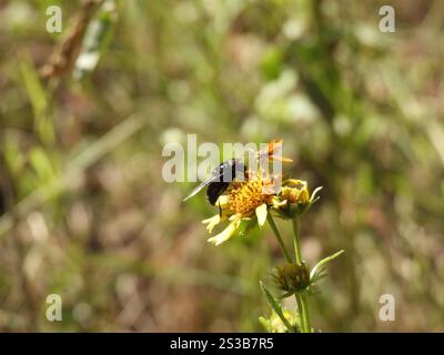 Mouche de cactus mexicaine (Copestylum mexicanum) Banque D'Images