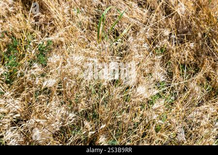 Les épillets d'herbe brûlée par le soleil se rapprochent au sommet de la péninsule de Sevan près du monastère de Sevanavank Sevan, en Arménie, un jour ensoleillé d'été Banque D'Images