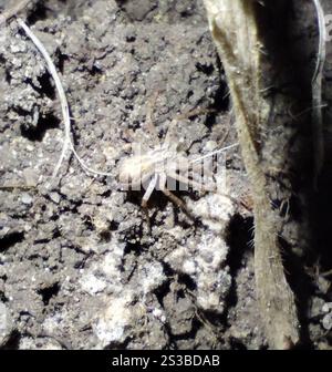 Araignée rampante eurasienne (Philodromus dispar) Banque D'Images