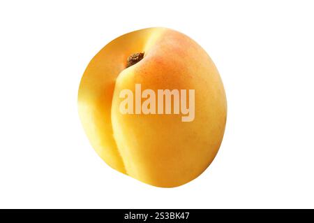 Apricot isolé sur fond blanc Banque D'Images
