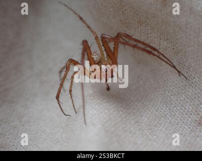 Araignée blindée eurasienne à longue mâchoire (Metellina segmentata) Banque D'Images