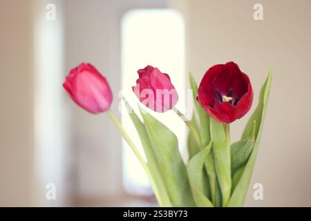 Trois tulipes rouges Banque D'Images