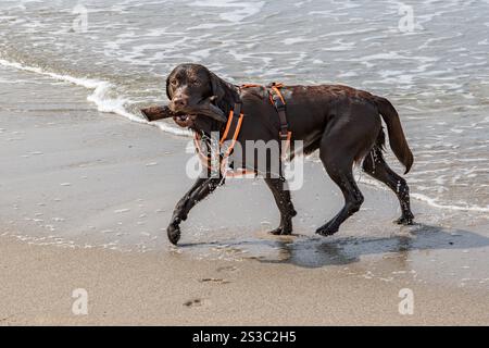 Chien brun avec un morceau de bois dans sa bouche sort de l'eau Banque D'Images