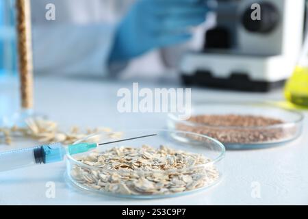 Concept d'OGM. Scientifique utilisant le microscope à table en laboratoire, se concentrer sur la boîte de Petri avec des grains d'avoine et la seringue Banque D'Images