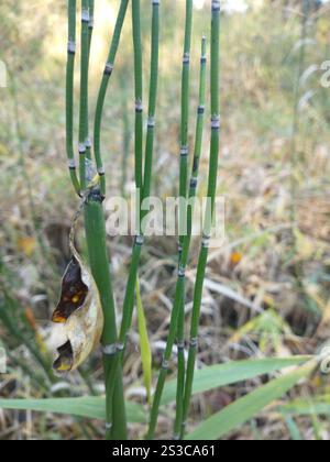 Gruau de l'ouest (Equisetum hyemale affine) Banque D'Images