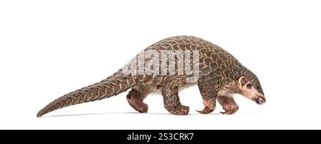Pangopup de dix mois, pangolins chinois, Manis pentadactyla, isolé sur blanc Banque D'Images