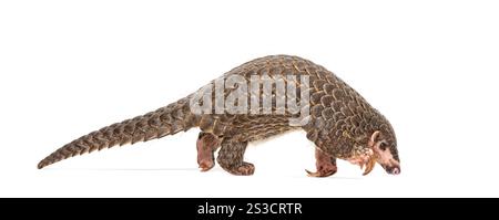Pangopup de dix mois, pangolins chinois, Manis pentadactyla, isolé sur blanc Banque D'Images