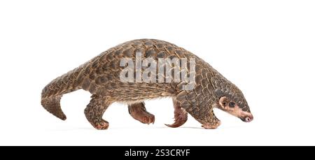 Pangopup de dix mois, pangolins chinois, Manis pentadactyla, isolé sur blanc Banque D'Images