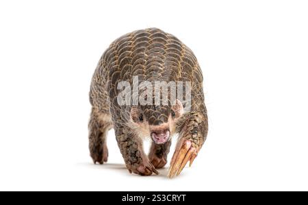 Pangopup de dix mois, pangolins chinois, Manis pentadactyla, isolé sur blanc Banque D'Images