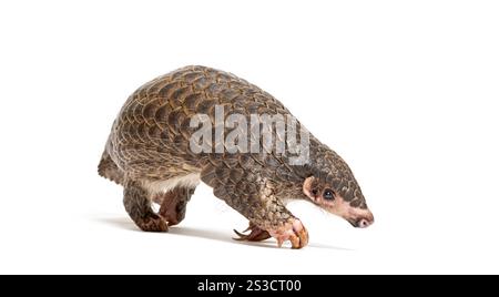 Pangopup de dix mois, pangolins chinois, Manis pentadactyla, isolé sur blanc Banque D'Images