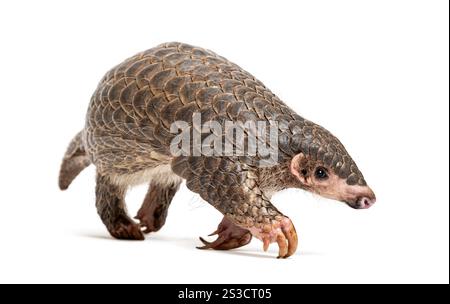 Pangopup de dix mois, pangolins chinois, Manis pentadactyla, isolé sur blanc Banque D'Images